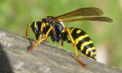 ALERTE aux GUEPES ! Voici comment vous en débarrasser